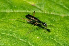 Neocollyris