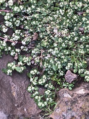 Guilleminea densa