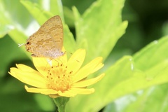 Catopyrops florinda