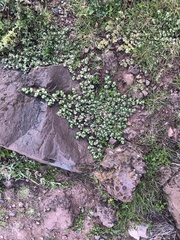 Guilleminea densa