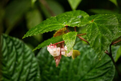 Begonia repanda