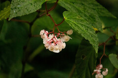 Begonia repanda