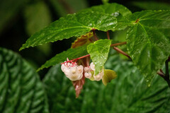 Begonia repanda