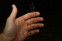 Panicum simile
