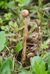 Tulostoma brumale