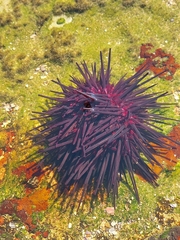 Centrostephanus rodgersii