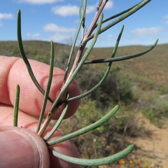 Heliophila cornuta squamata
