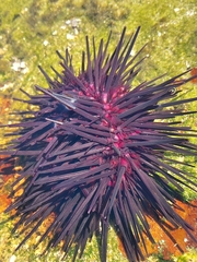 Centrostephanus rodgersii