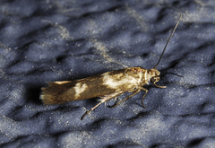 Scythris trivinctella