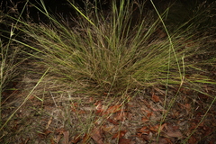 Panicum simile