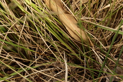 Panicum simile