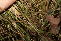 Panicum simile
