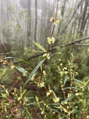 Pimelea axiflora