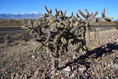 Cylindropuntia