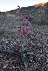 Penstemon triflorus