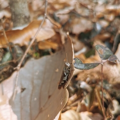 Xenocatantops brachycerus