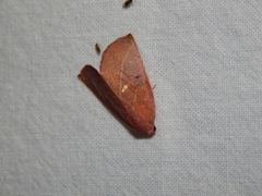 Terpnostola ardescens
