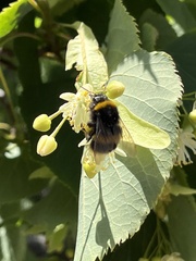 Bombus terrestris