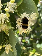 Bombus terrestris