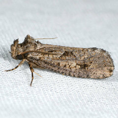 Acrolophus kearfotti