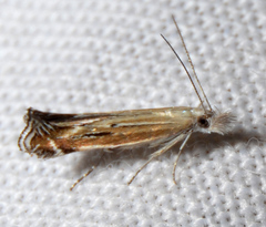 Isophrictis magnella