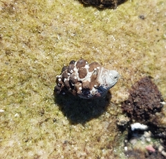 Tenguella marginalba