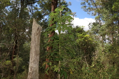 Heptapleurum actinophyllum