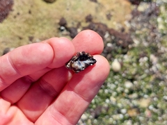 Tenguella marginalba