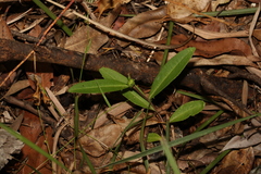 Eremophila debilis