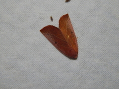Terpnostola ardescens