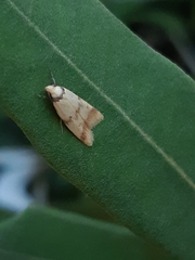 Heteroteucha anthodora