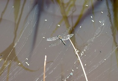 Hemicordulia armstrongi