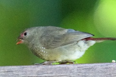 Lagonosticta senegala rendalli