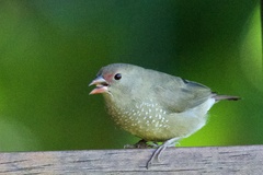 Lagonosticta senegala rendalli