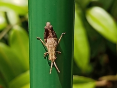 Traulia azureipennis