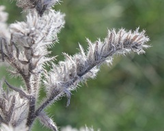 Echium asperrimum