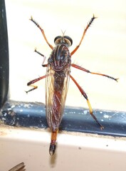Colepia rufiventris