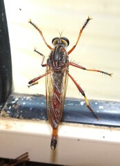 Colepia rufiventris