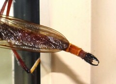 Colepia rufiventris