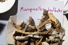 Microporellus dealbatus