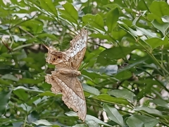 Vindula dejone