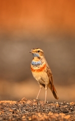 Luscinia svecica