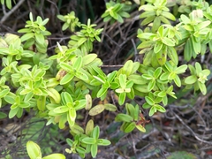 Veronica elliptica