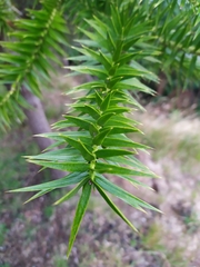 Araucaria