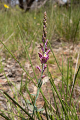 Comesperma polygaloides