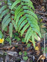 Blechnum montanum