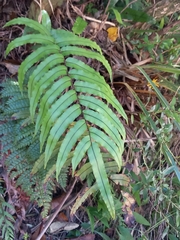 Blechnum montanum