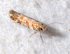 Aristotelia amelanchierella