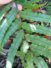 Blechnum montanum