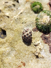 Tenguella marginalba